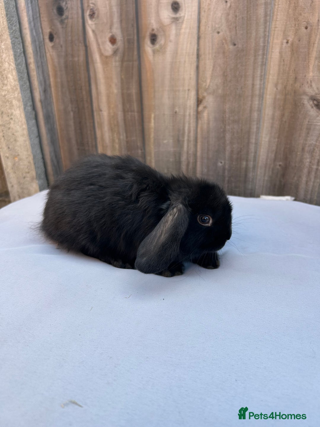 Mini Lop rabbits for sale: Gorgeous mini lop babies  - Image 2