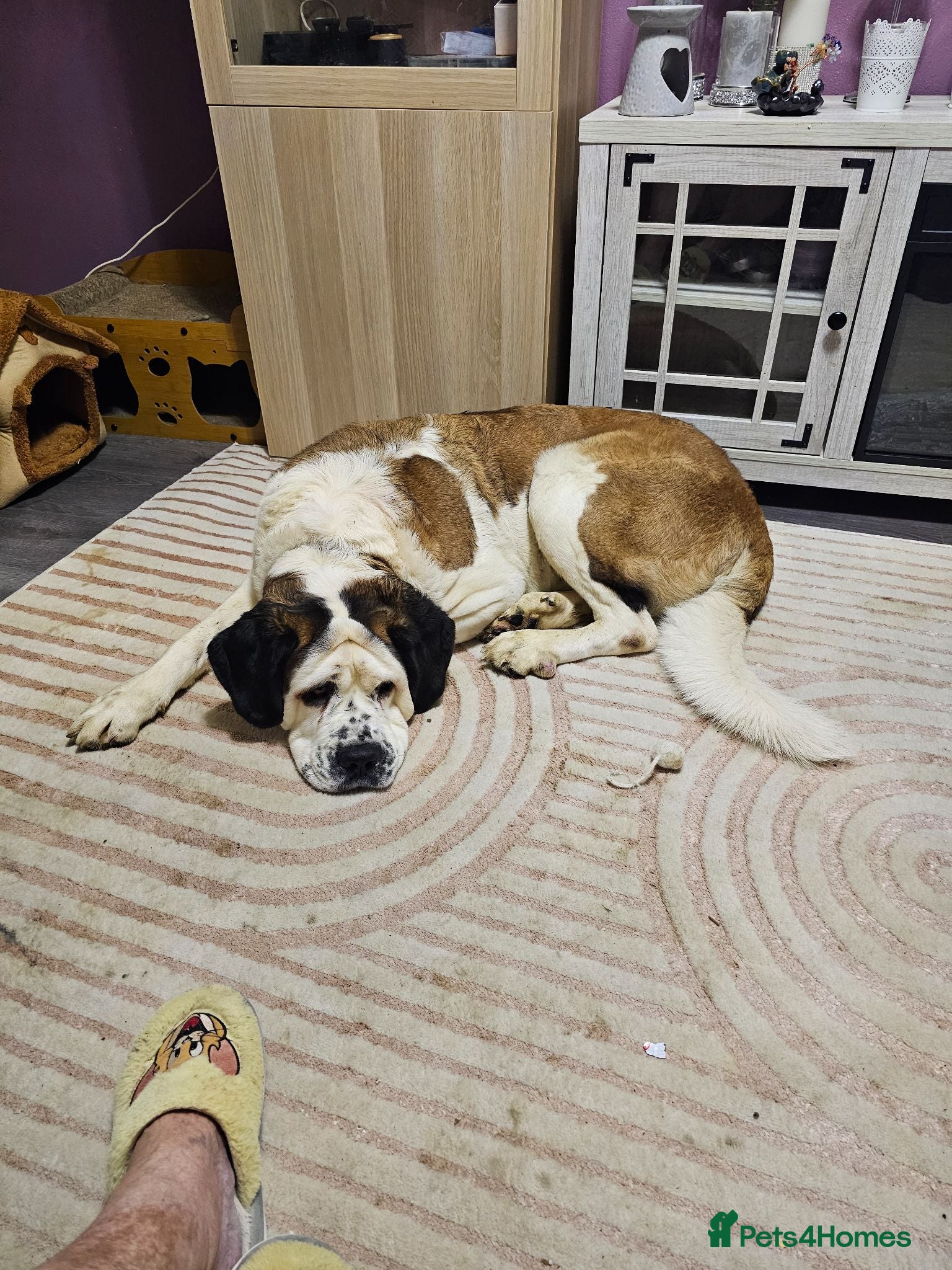 Saint Bernard dogs Poppy - Advert 3