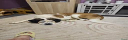 Saint Bernard dogs for sale: Poppy - Advert 1