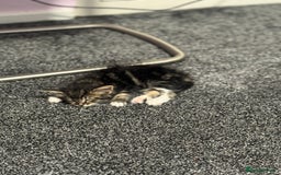 Maine Coon cats for sale: MaineCoon x Tabby Girl–Premium Line, 10 Weeks Old  - Image 2