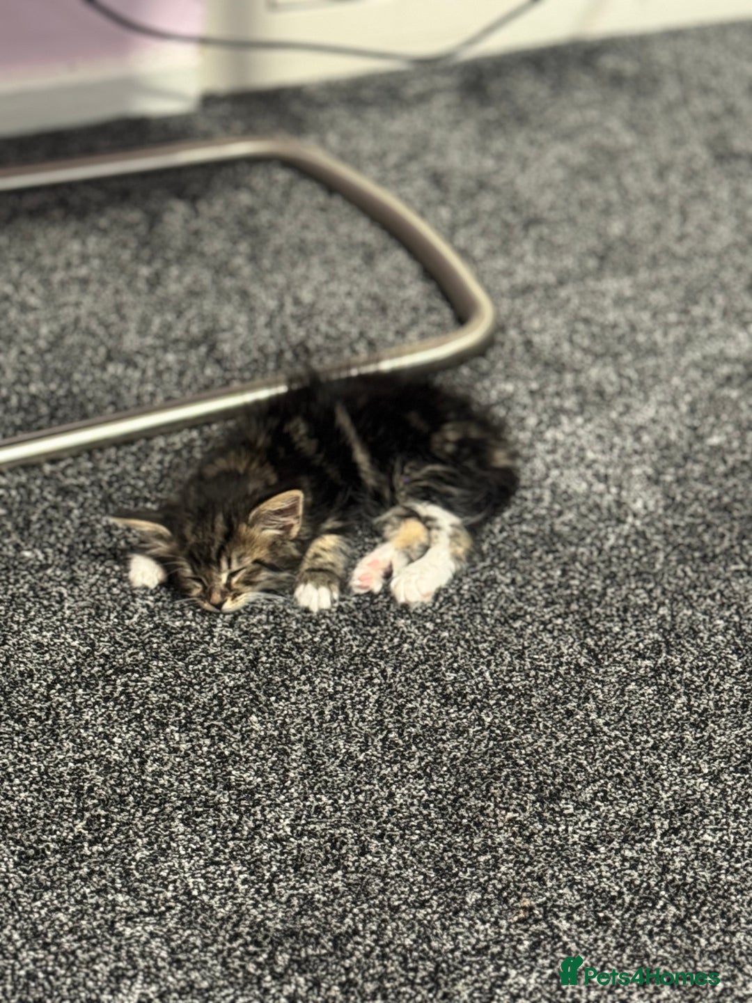 Maine Coon cats for sale: MaineCoon x Tabby Girl–Premium Line, 10 Weeks Old  - Image 2