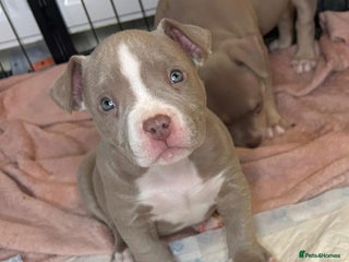 American Bulldog dogs Pocket bully girl - Advert 4