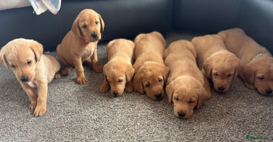Labrador Retriever dogs - Advert 4