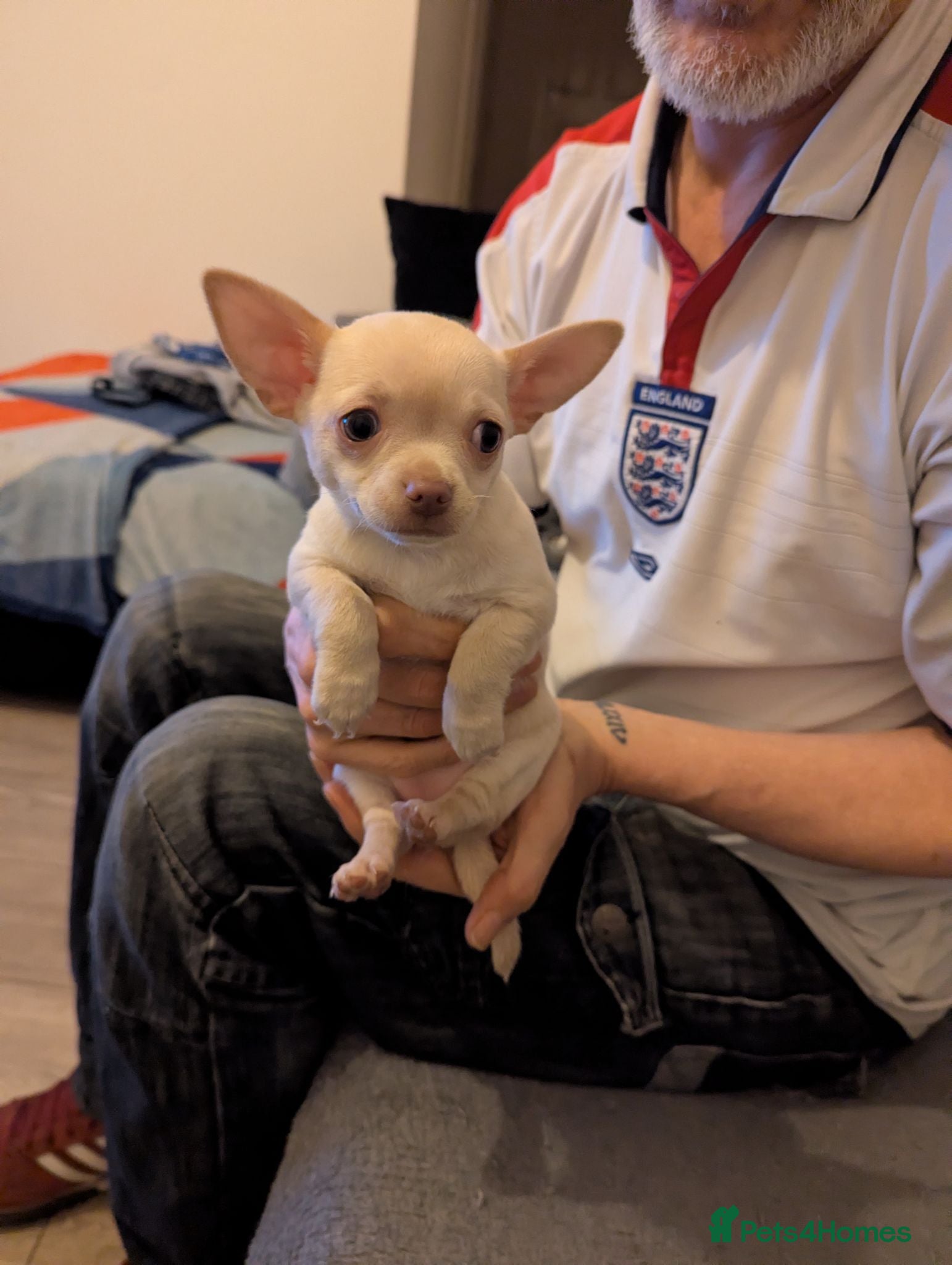 Chihuahua dogs 1 KC white girl left - Advert 2