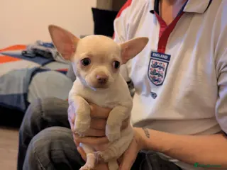 Chihuahua dogs 1 KC white girl left - Advert 2