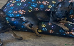 Belgian Shepherd Dog dogs for sale: Belgian Malinois  - Image 3