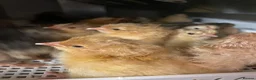 Chickens poultry for sale: Baby Chicks, Hatching eggs & Ducklings  - Advert 13