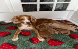 Cocker Spaniel dogs for sale: Well bred Working Cocker Spaniel Boy  - Image 5