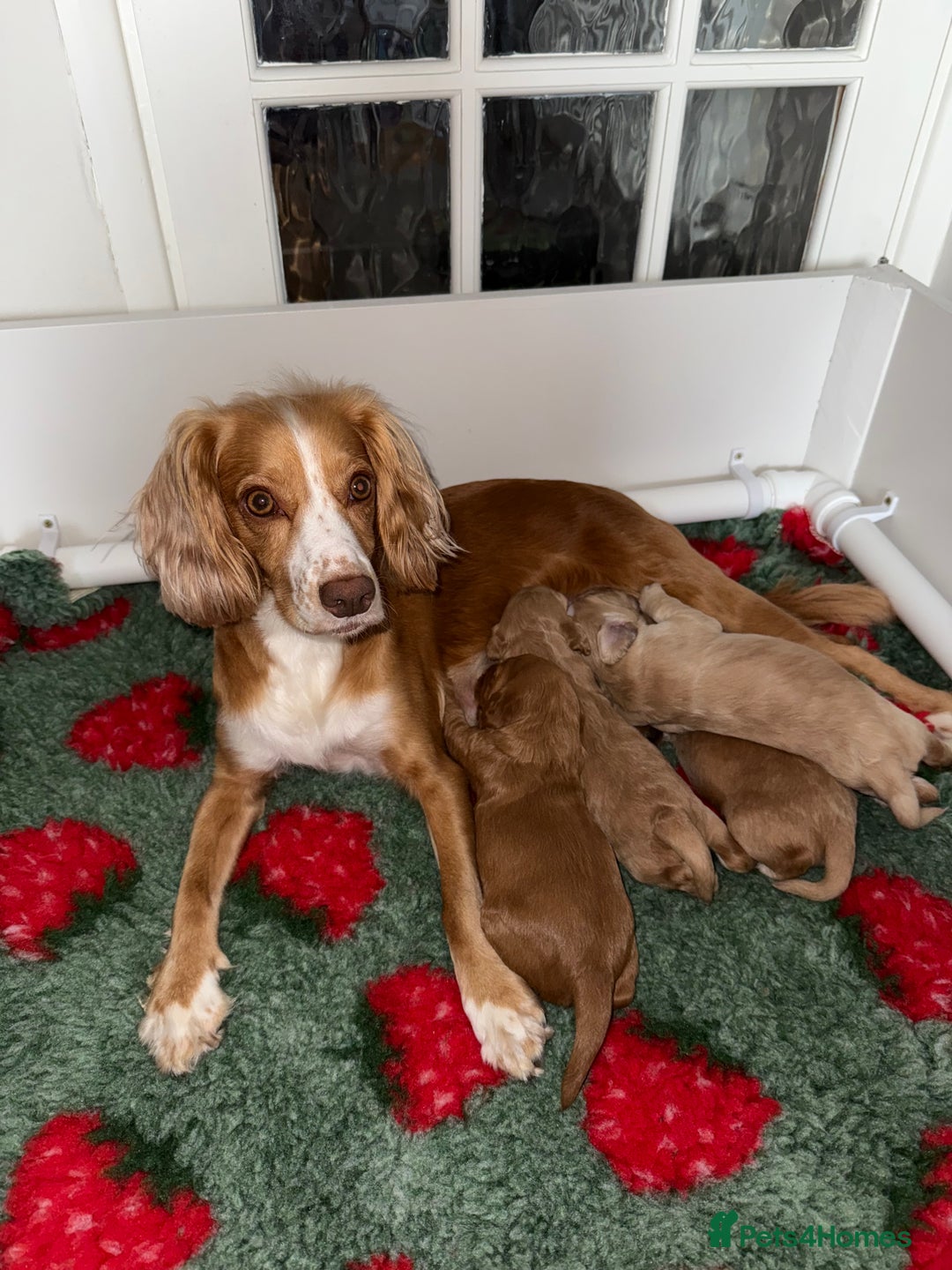 Cocker Spaniel dogs for sale: Well bred Working Cocker Spaniel Boy  - Image 5
