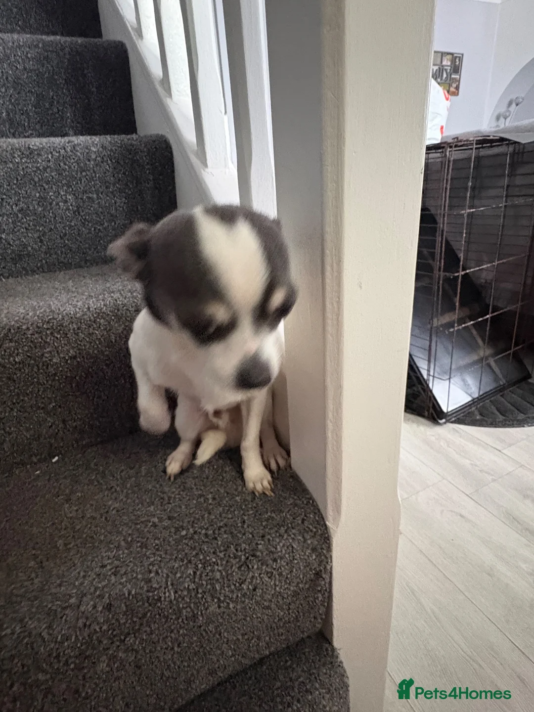 Chihuahua dogs for sale: Chihuahua boy puppy for sale - Advert 10
