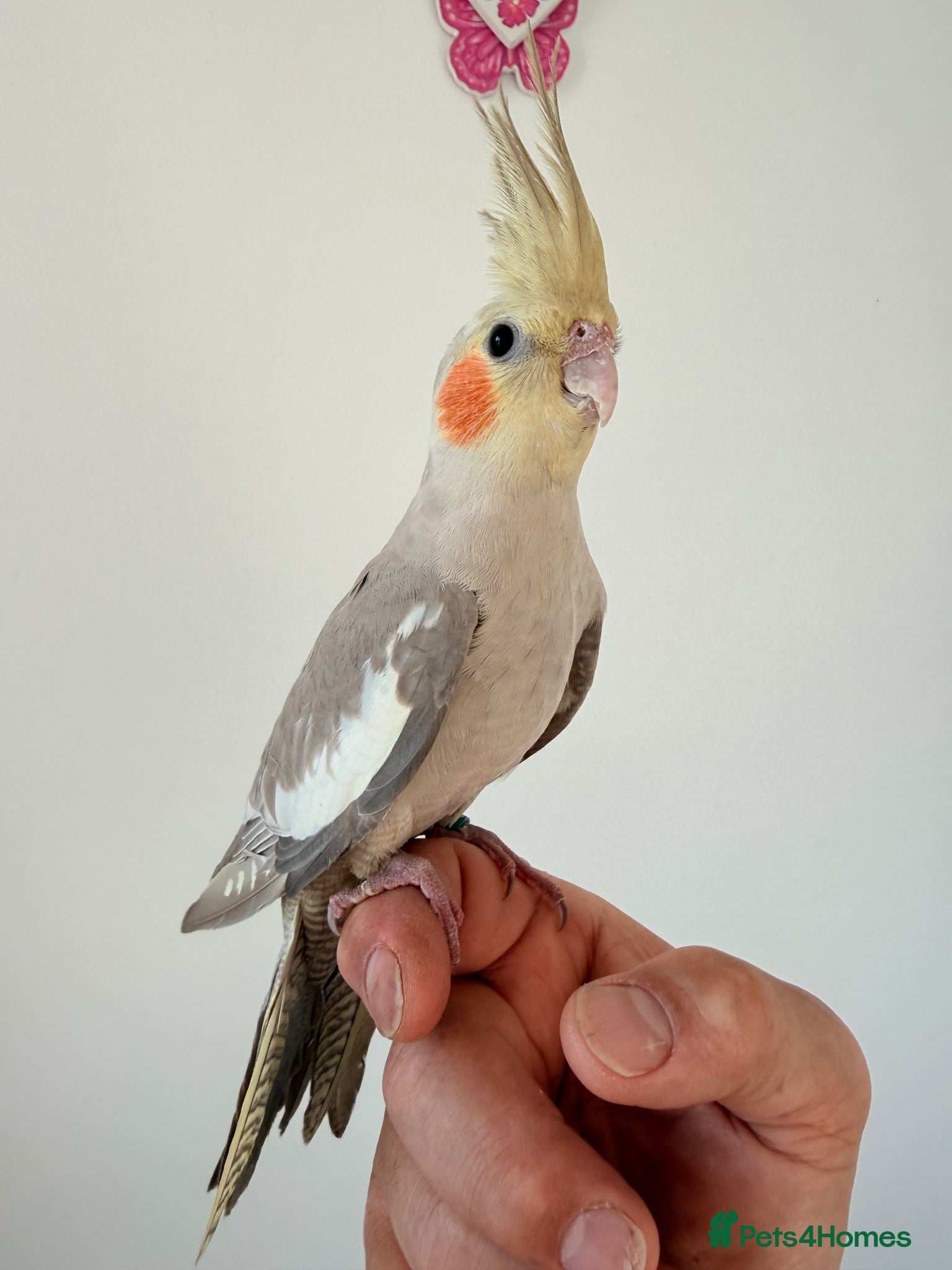 Cockatiels birds BEAUTIFUL BABY COCKATIELS NEW CAGES AVAILABLE  - Advert 1