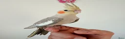 Cockatiels birds for sale: BEAUTIFUL BABY COCKATIELS NEW CAGES AVAILABLE  - Advert 1