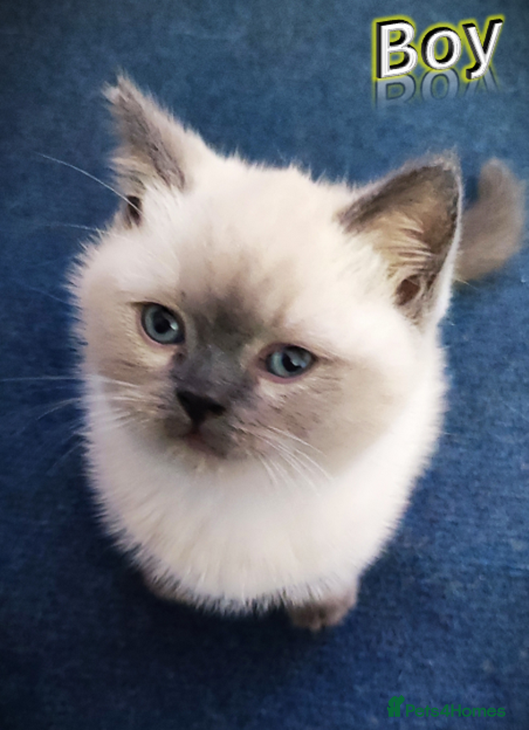 British Shorthair cats for sale: BSH Kittens Ready For New Homes Now - Image 4