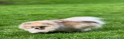 Pomeranian dogs for sale: Mini Pomeranian Puppy KC registered Milton Keynes - Advert 12