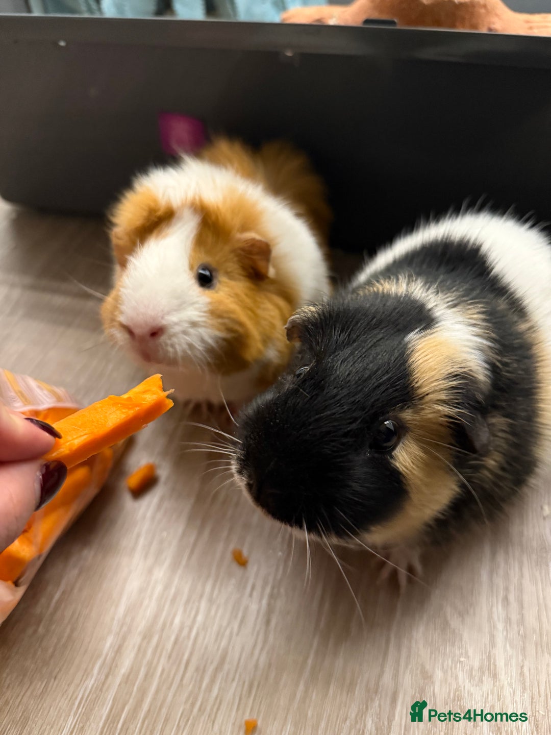 Guinea Pig rodents for sale: 2 guinea pig boys for sale  - Image 2