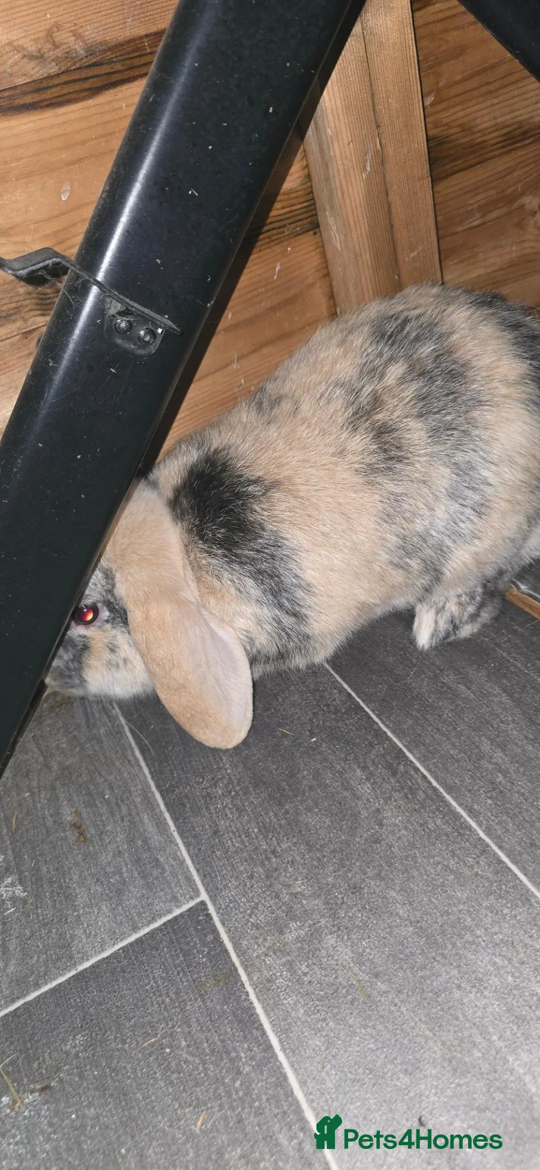 Mini Lop rabbits for sale: Male rabbit 8 months old  - Advert 4