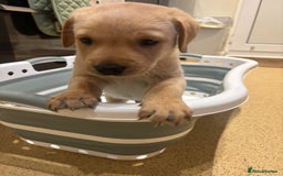 Labrador Retriever dogs for sale: Home bred working Labrador puppies - Image 30