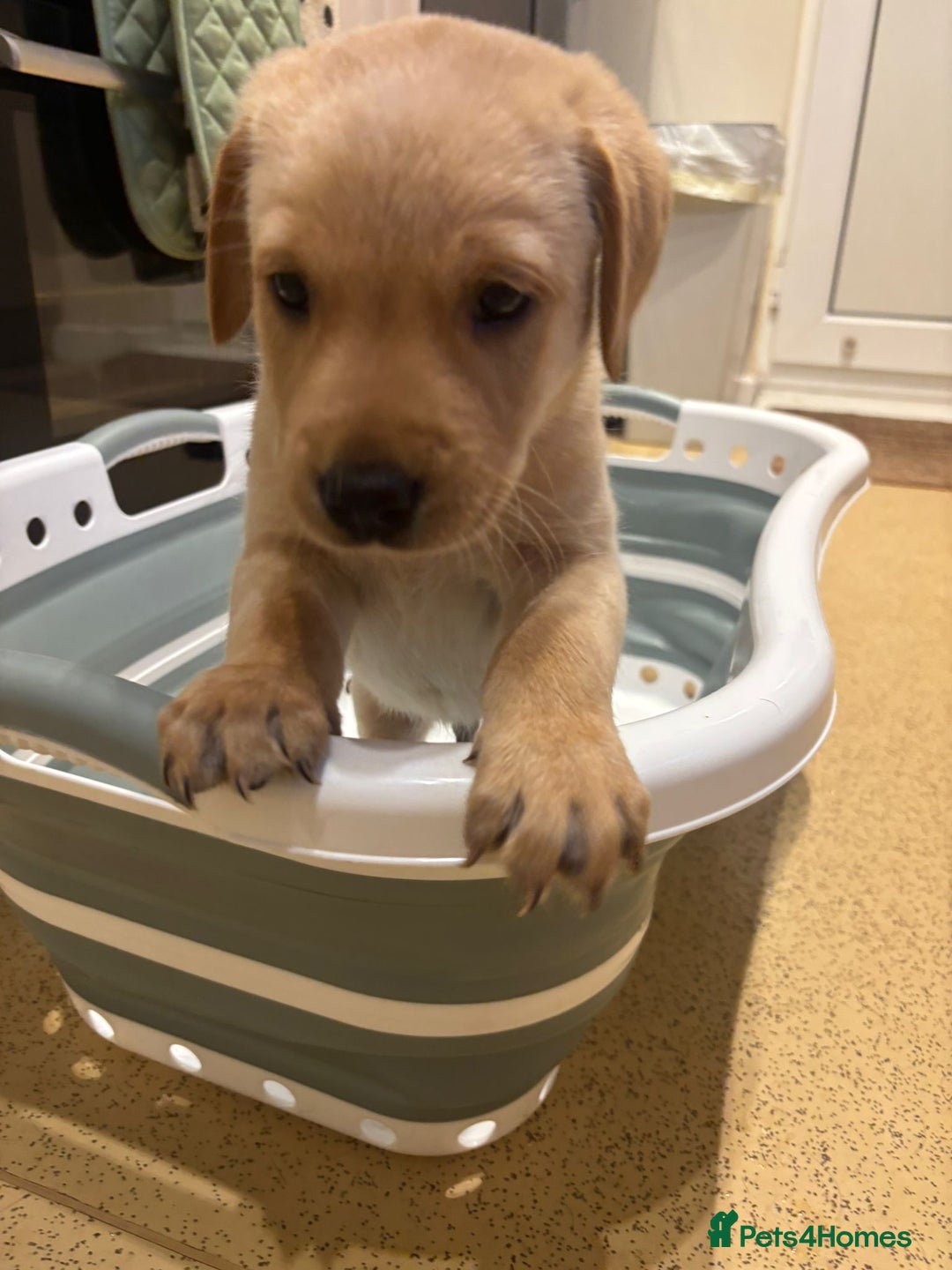 Labrador Retriever dogs for sale: Home bred working Labrador puppies - Image 30