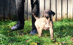 Presa Canario dogs for sale: Presa canario puppies (recognised breeder) - Image 22