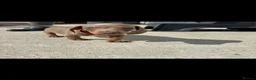 Miniature Dachshund dogs for sale: Kc Mini dachshund puppy’s  READY To LEAVE🐶🐶🐶 - Advert 3