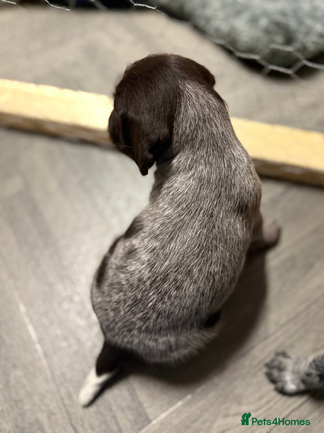 German Wirehaired Pointer dogs for sale: German Wirehaired puppies for sale  - Advert 3