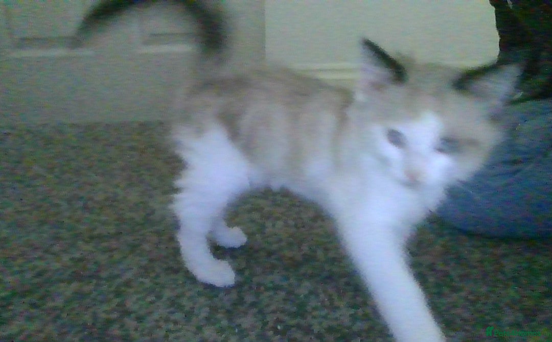 British Longhair cats for sale: 4 Beautiful Kitties Ready - Image 7