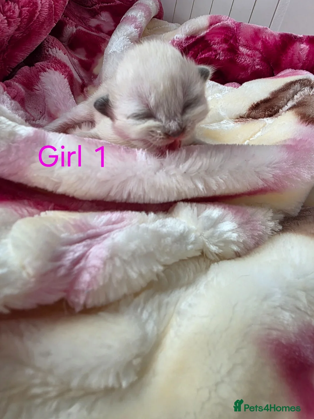 Ragdoll cats for sale: Ragdolks kittens-Reservation open😻😺🩵❤️ - Advert 2
