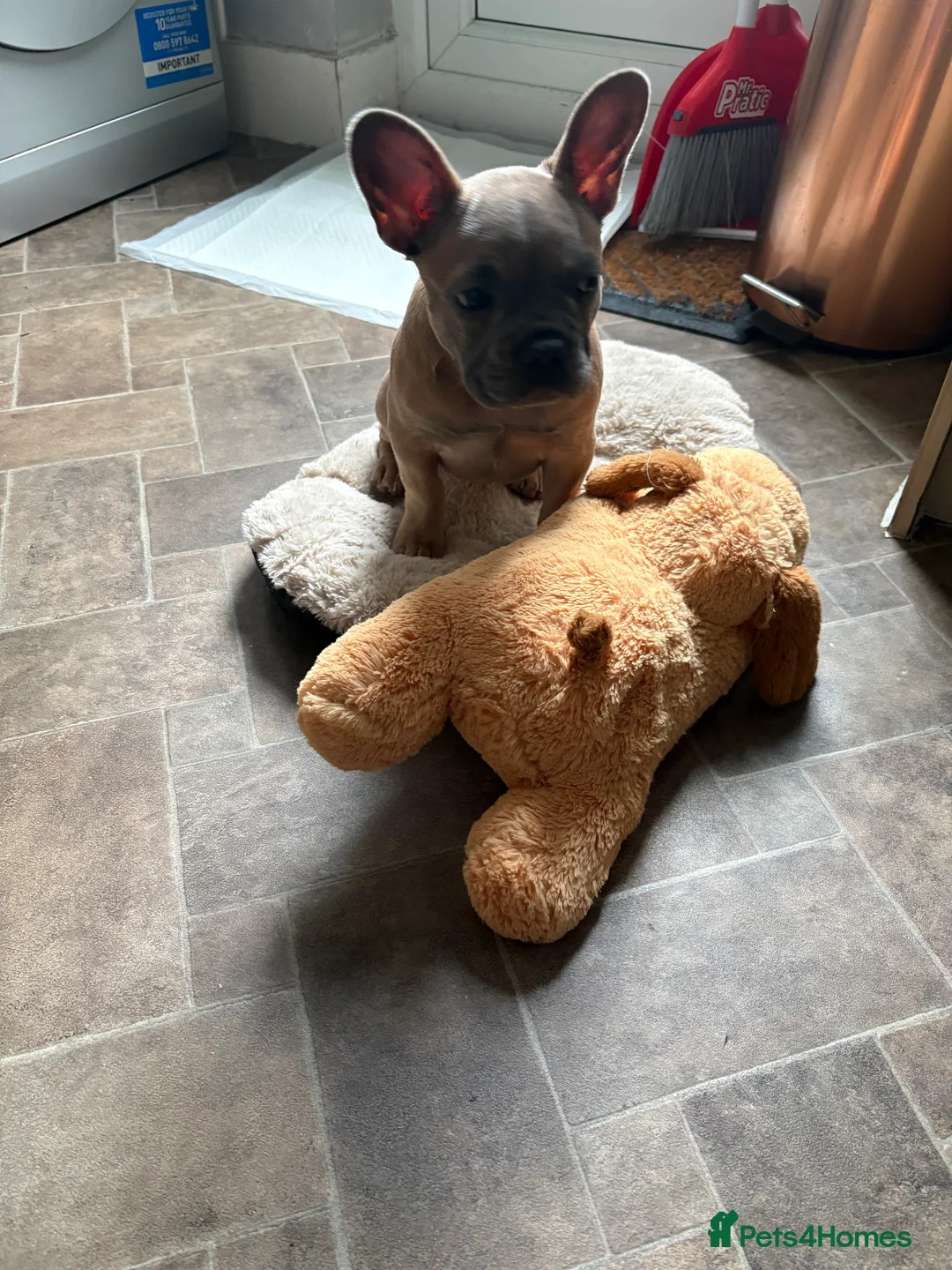 French Bulldog dogs for sale: 13 Weeks French Bulldog Vaccinated & Microchipped - Advert 3
