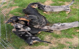 Dachshund dogs for sale: Standard Long Haired Dachshund - Image 10