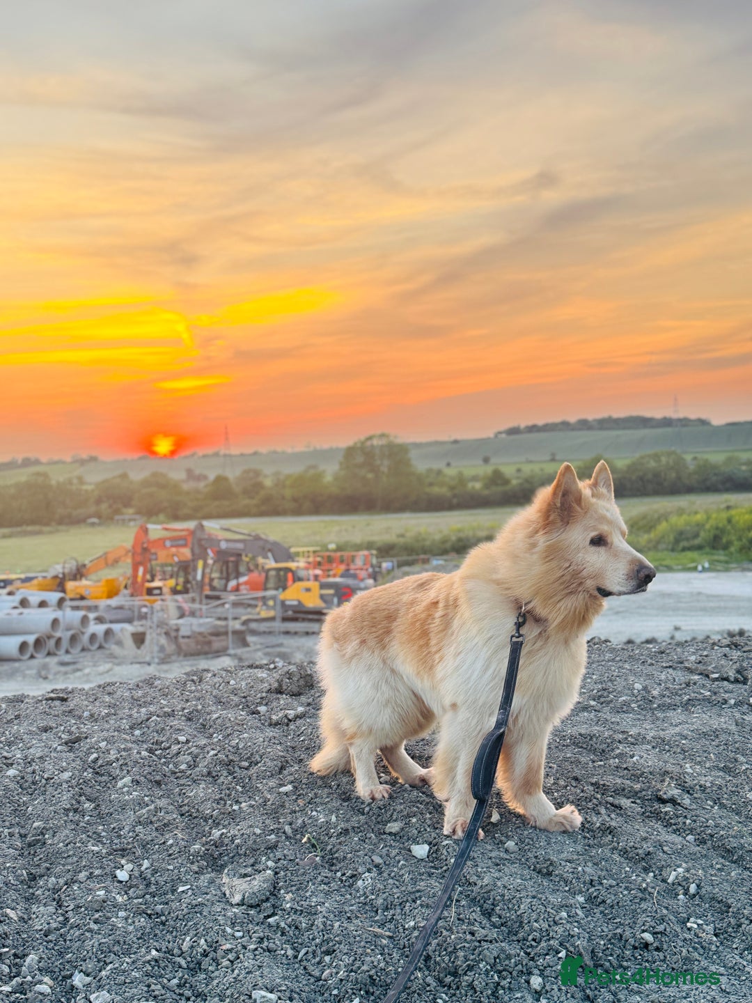 Mixed Breed dogs for sale: G.Sehepherd&white swiss Shepherd long coat puppies - Image 19