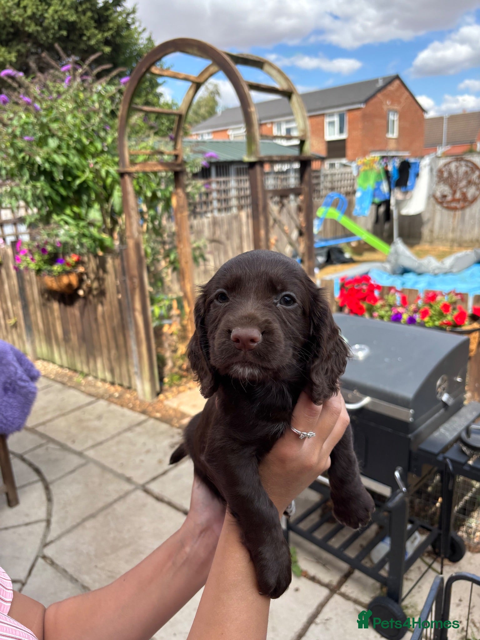 Cocker Spaniel dogs 1 black boy and 1 chocolate girl still available  - Advert 3
