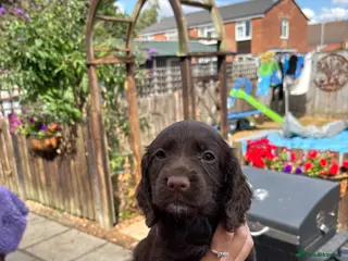 Cocker Spaniel dogs 1 black boy and 1 chocolate girl still available - Advert 3