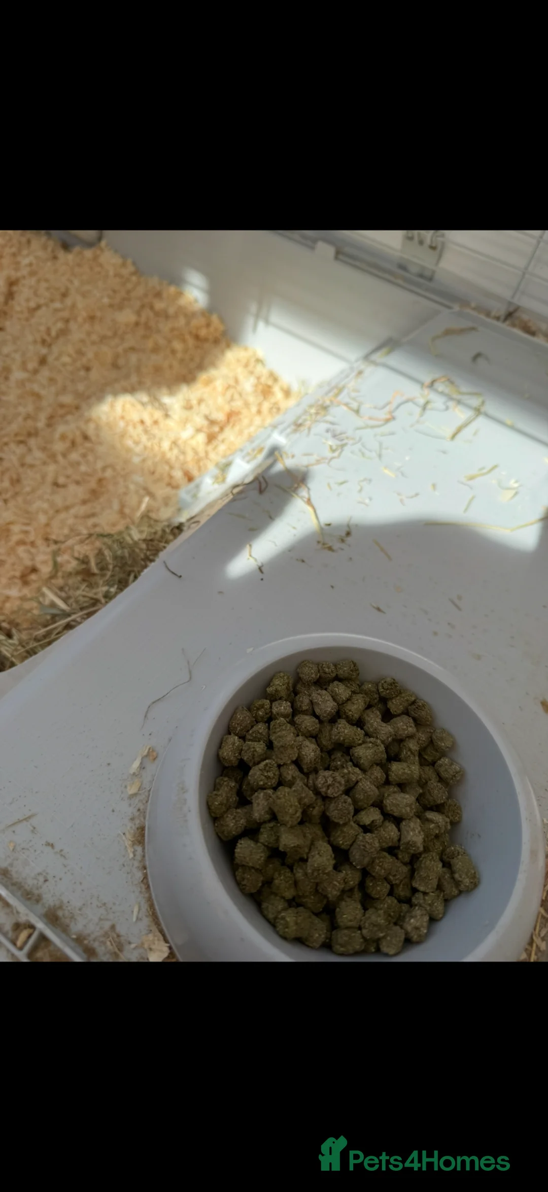 English Lop rabbits for sale: Rabbit for sale  in Uttoxeter - Advert 5