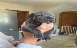 Staffordshire Bull Terrier dogs for sale: Exceptional Champion Pedigree, beautiful blues!! - Image 5