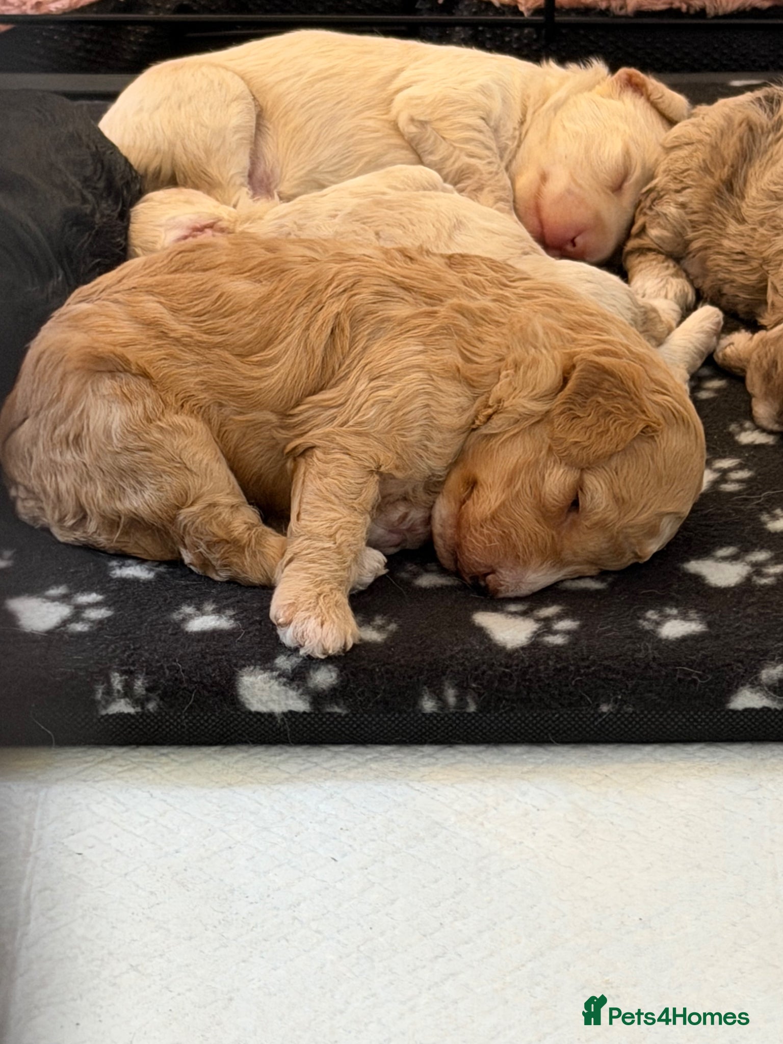 Jackapoo dogs FB1 jackapoo puppies  - Advert 2