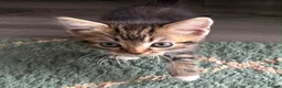 Mixed Breed cats for sale: Two male kittens available from 23rd August  in Worcester - Advert 4