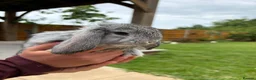 French Lop rabbits for sale: Pure breed giant French lop bunnies for sale 🐰 - Advert 4