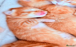 British Shorthair cats for sale: STUNNING 🤩 British Shorthair Queen 👑 litter  - Image 9