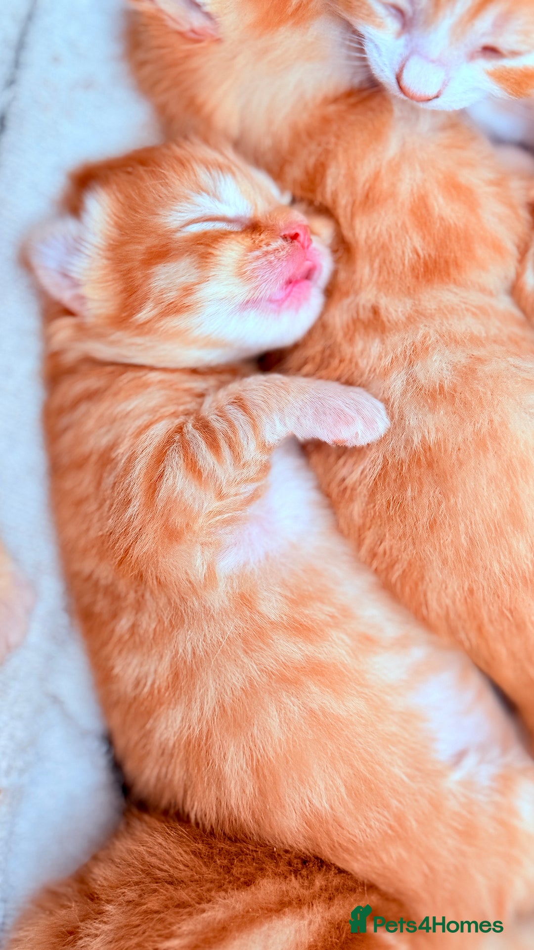 British Shorthair cats for sale: STUNNING 🤩 British Shorthair Queen 👑 litter  - Image 9