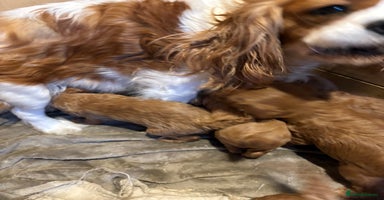 Cavapoo dogs - Advert 7