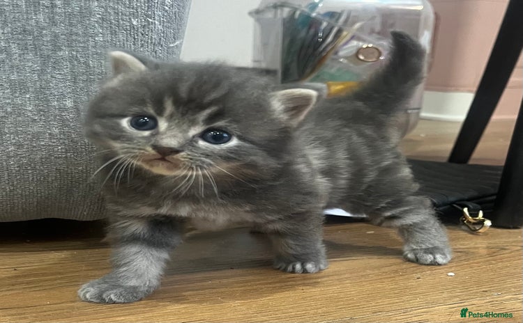 Ragdoll cats Beautiful grey ragdoll kittens  - Advert 4