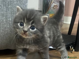 Ragdoll cats Beautiful grey ragdoll kittens - Advert 8