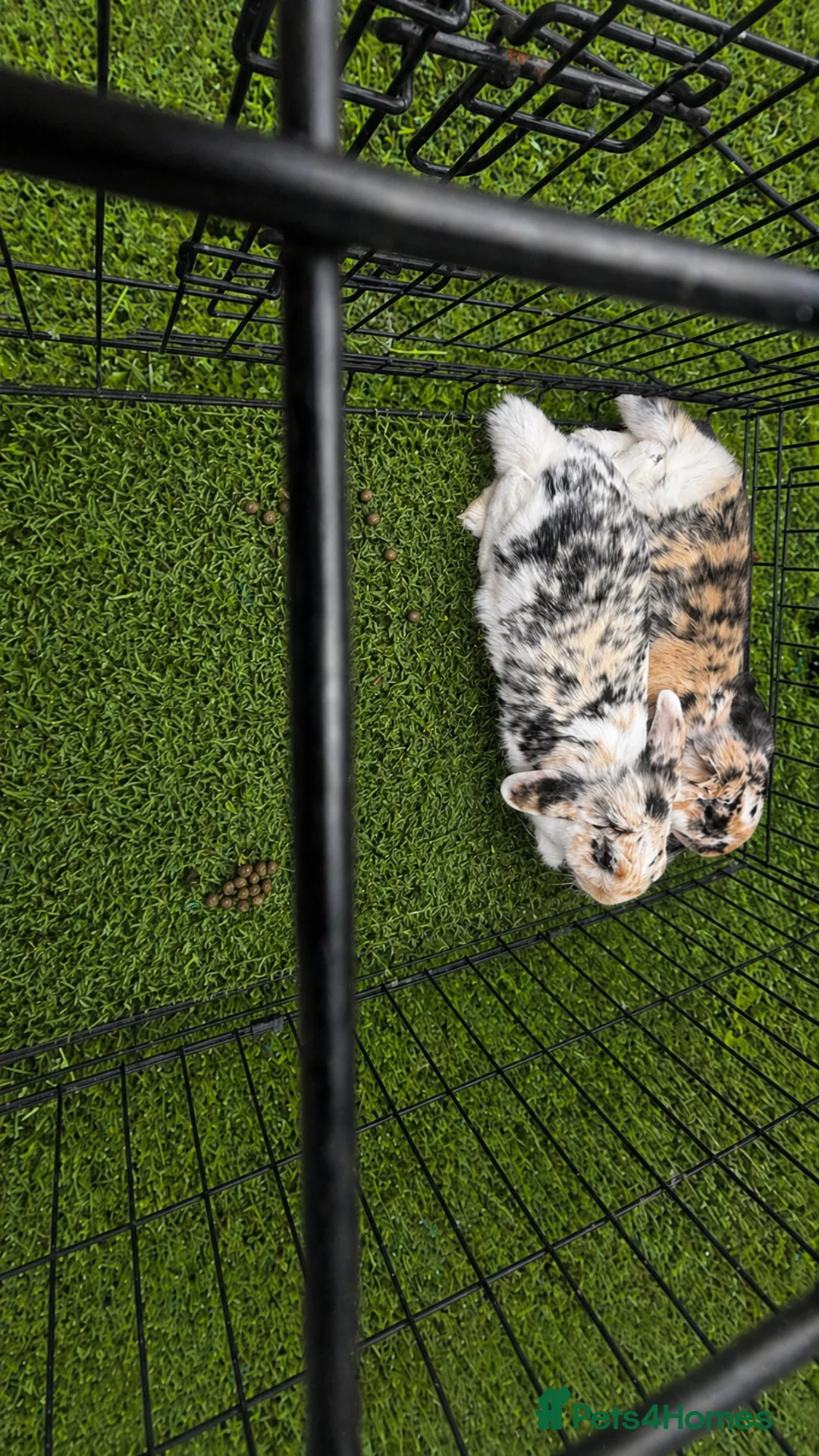 Sable rabbits for sale: Two Beautiful Bonded Female Rabbits  - Advert 9