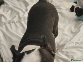 Boston Terrier dogs Boston Terrier Puppies - Advert 2