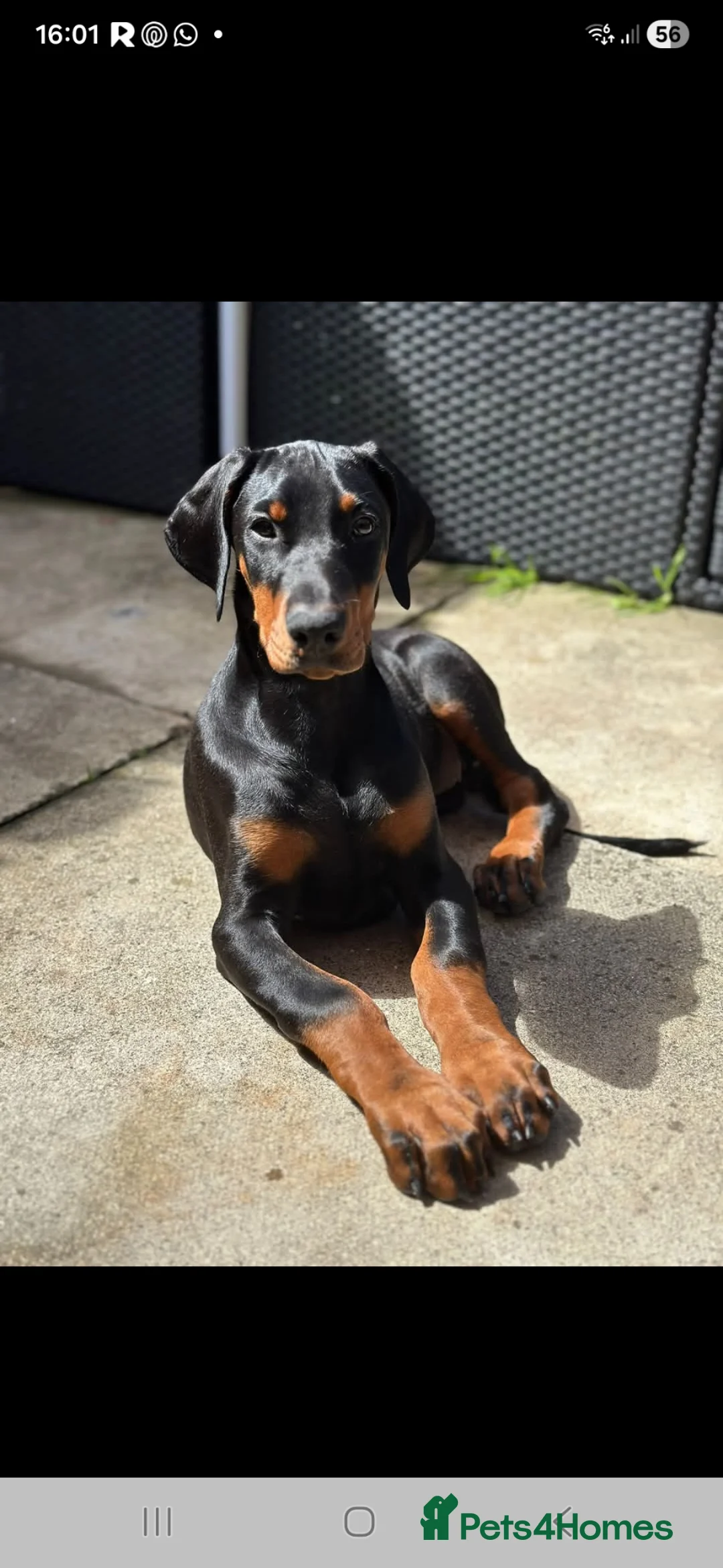 Dobermann dogs for sale: Litter due 12th April, now open for reservation  - Advert 1