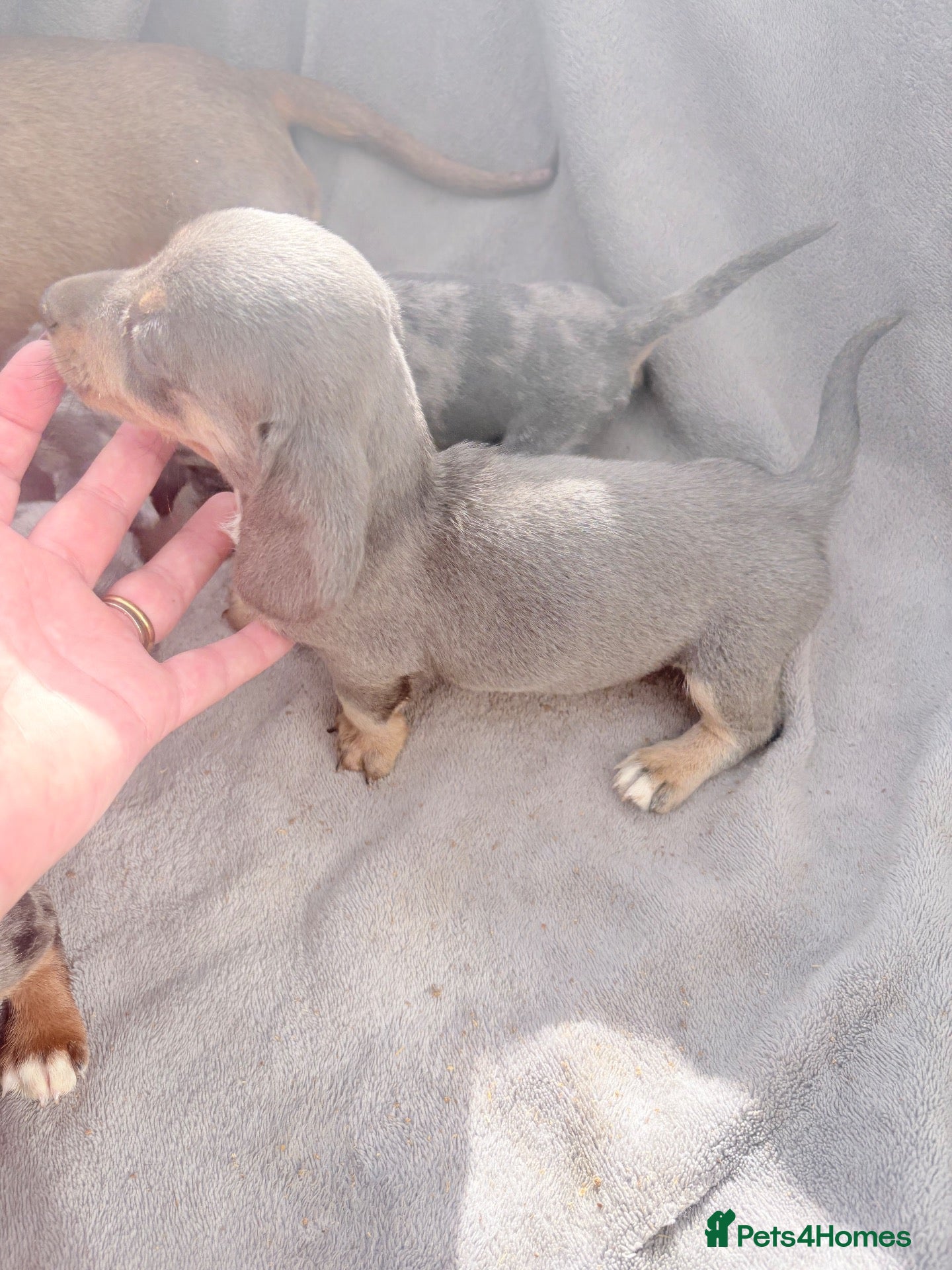 Miniature Dachshund dogs Beautiful dachshund puppies  - Advert 2