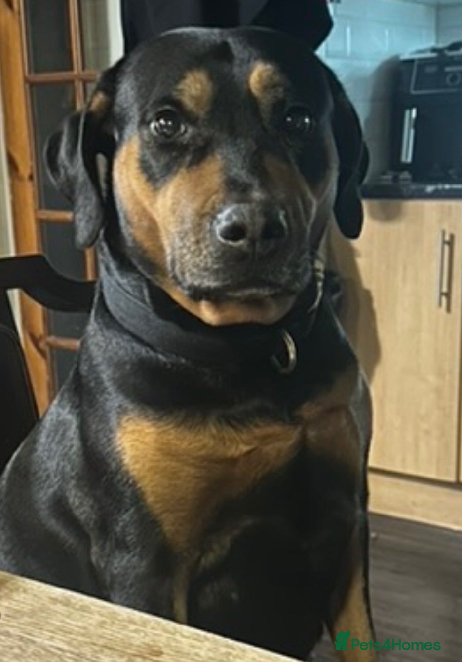 Mixed Breed dogs 3 Male 2 Female - Advert 11