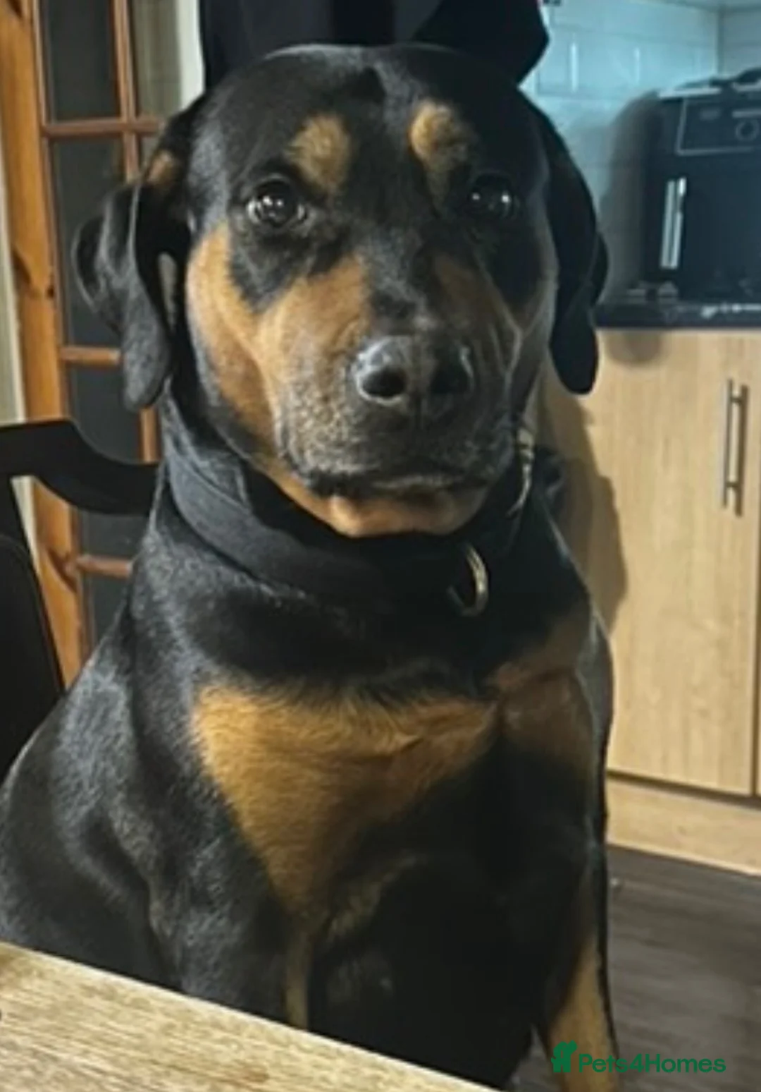 Mixed Breed dogs for sale: 3 Male 2 Female - Advert 1