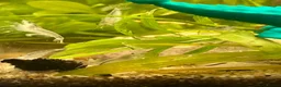 Shrimps fish for sale: Variety of neocaridina shrimp - Advert 10