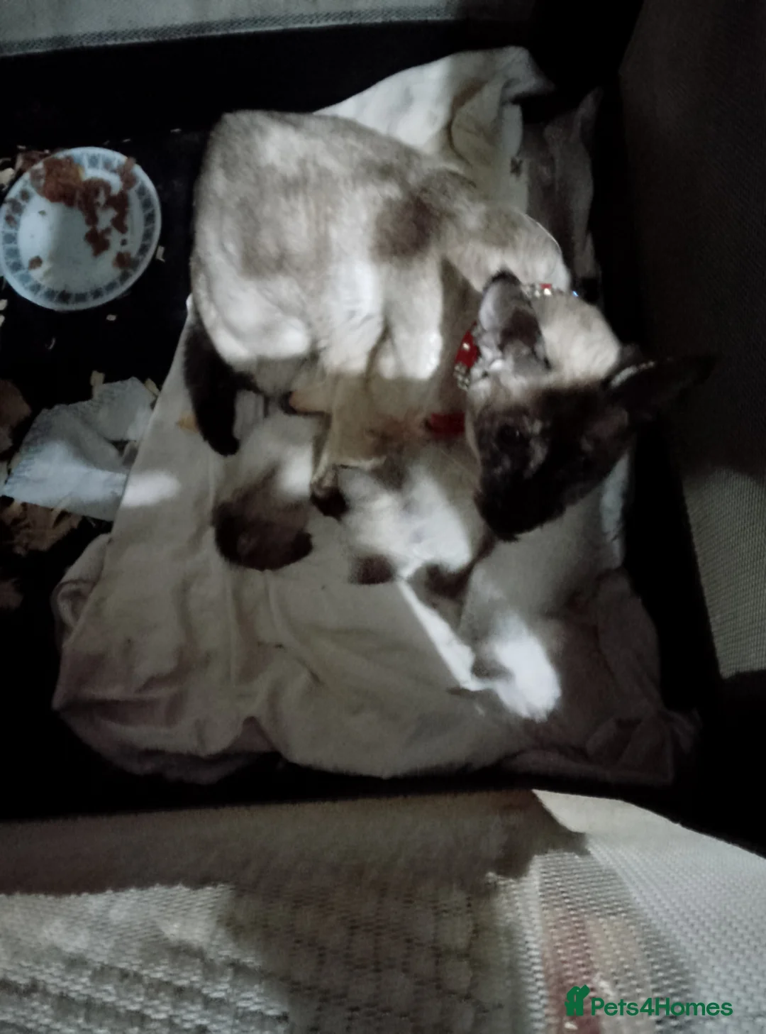 Siamese cats for sale: Siamese kittens - Advert 8